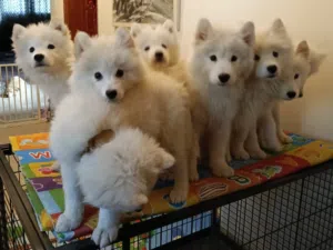 Pure Samoyed puppies male & female 3 months old