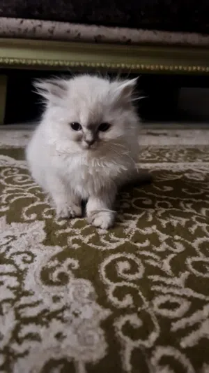 قطه  انثى صغيره