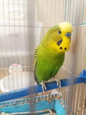 بادجي للبيع بصحه جيده ذكر
