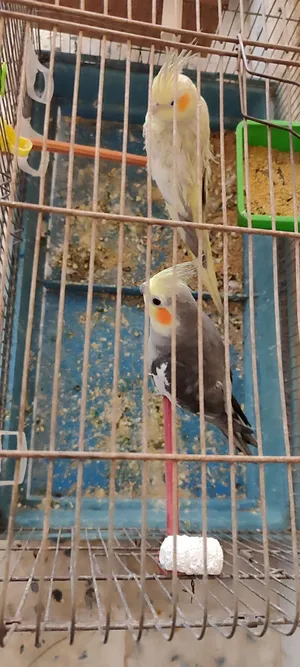 Parrots0