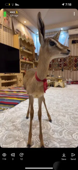 غزال دماني