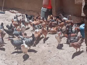 فراخ دجاج بلدي