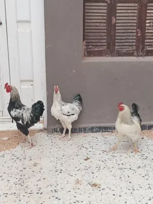 دجاج سايكس فرارج