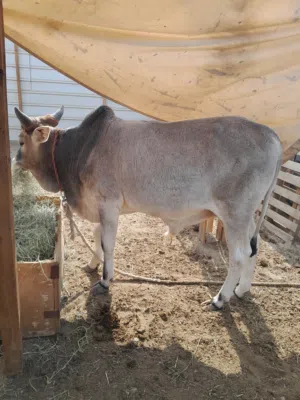 للبيع ثور صومالي  350ريال