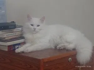angora mix