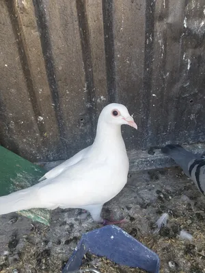 Pigeons3