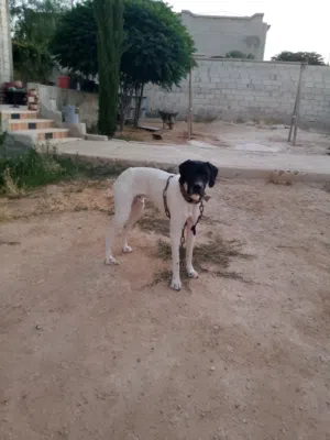 كلاب صيد مدربات