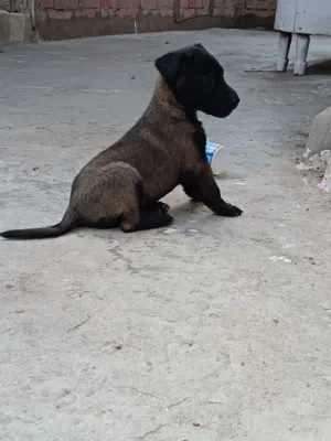 جراء مالينو