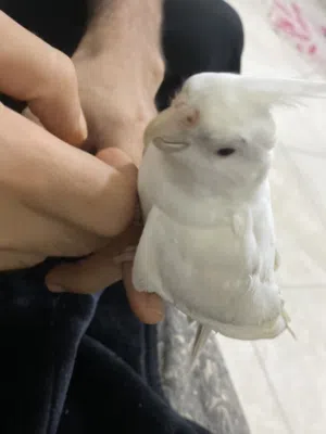 كوكتيل البينو اليف ذكرعين حمره