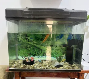 Fish tank with filter