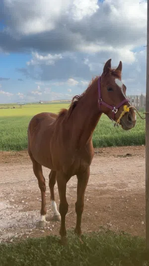 حصان نخب اول