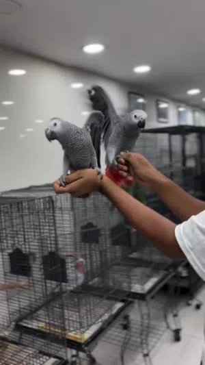 African gray parrots
