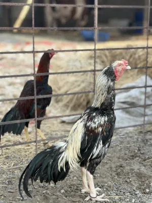 الوصف مهم للبيع الطير الجاوا ع 30