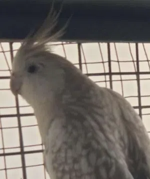 مطلوب أنثى كوكتيل