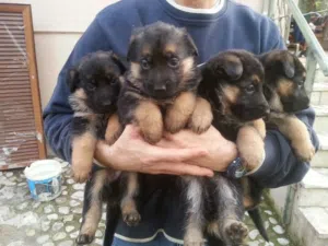 Strong Guard dogs and Family Pets