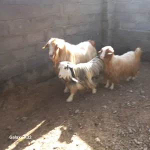 أغنام للبيع