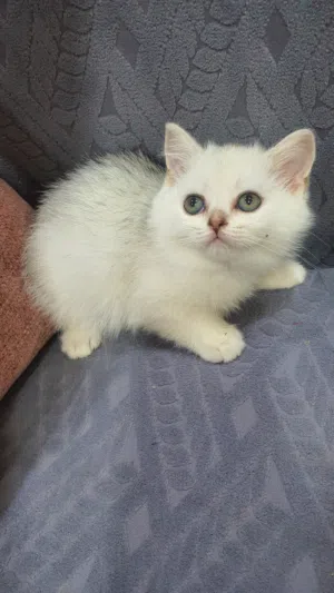 قطط اسكوتش استريت من أب اسكتش استريت بيور لعوبين وأم شيرازي مون فيس بيور