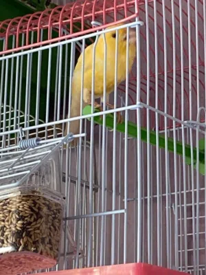 كناري للبيع وحسون