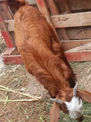 تيس امورها طيبه