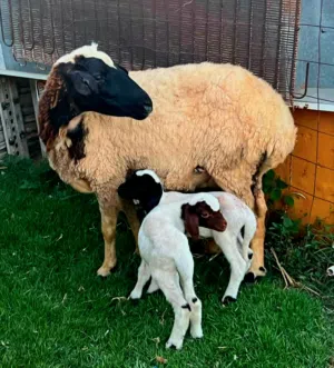 نعجه وطنيه متوامه تحته خروف وفطيمه