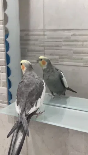 للبيع كروان ربوه وبمتوه هولندية