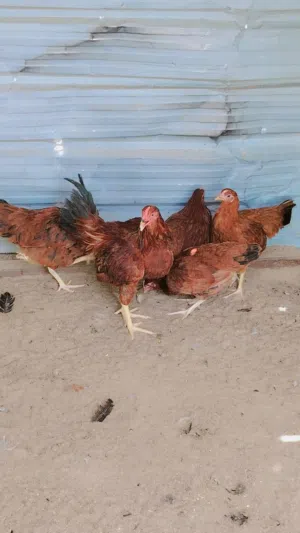 Arabi kadim chicken how long the  contract number