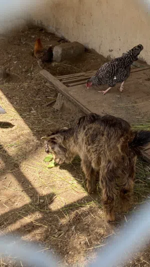 سخلة وسط سمنة زينة حل تربية