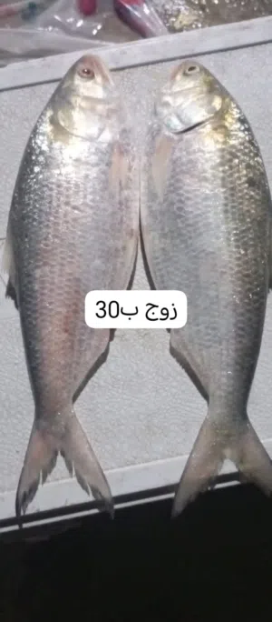 صبور تازة ابي الخصيب حمدان