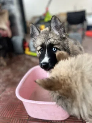 German shepherd mix husky