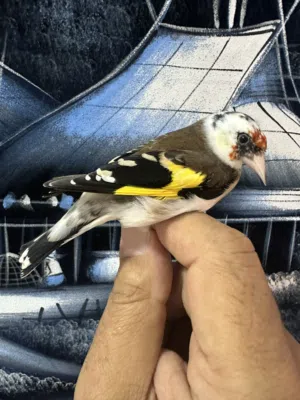 حسون طفرة مميزة
