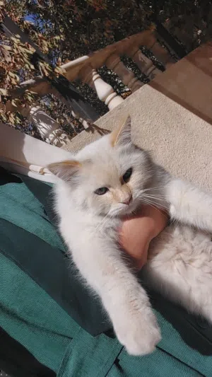 قط ذكر للتبني غير معقم هادئ جدا