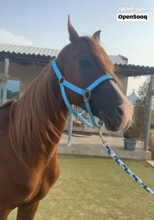 خيل للبيع مطلوب ألفين درهم