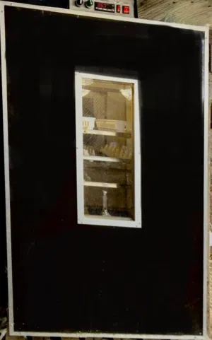 فقاسة دجاج إيطالية