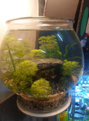 Bowl with live plants and fish