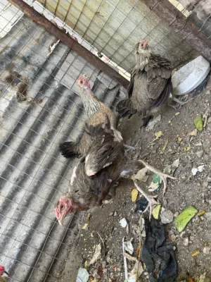 العنوان. البصره كرمة علي