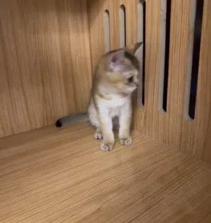 pure Bread British shorthair kittens available