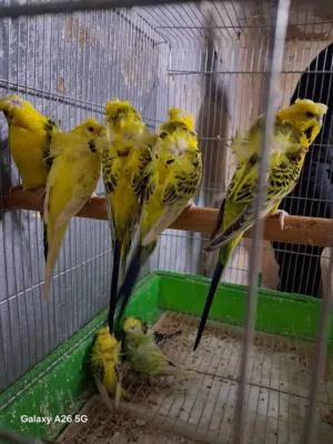 جواز هوقو رومو تكسس قولدن والبينو وسبانجل شغال كفاااااله