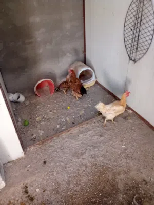دجاج عربي مايات هنه وفراخهن