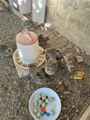 سمان فري بياض