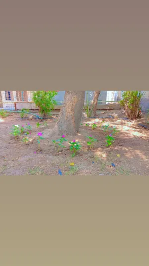 خدمات عامر للزراعة والنخيل وترتيب الحدائق والتنظيف والتقليم الأشجار وصيانة النخيل والتكريب والكصاص و