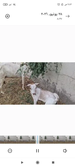 بيع شاه صلاليه مع ولدها