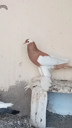 نفاخ مسوبع
