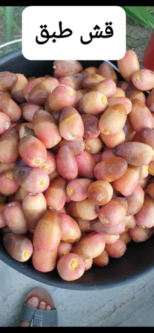 رطب جديد يوميا