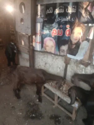 جديان شامي