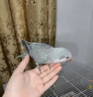 ببغاء كويكر الراهب للبيع أنثى كويكر لون أزرق، بالغة، صحتها جيدة، تصعد على اليد وغير شرسة.