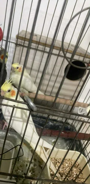 كوكتيل بحالة ممتازة