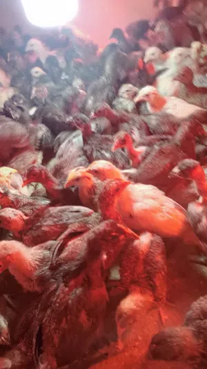 صوص بلدي و لوهمان و أبو رقيبه بالصلاه على النبي محمد