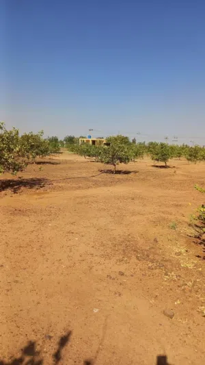 للبيع مزرعة نموزجية