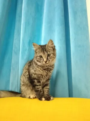 ثلاث قطط للبيع