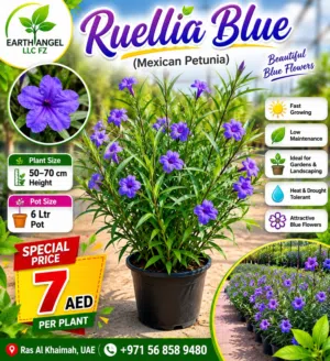 Ruellia Blue (Mexican Petunia) – Stunning Blue Blooms for Every Garden